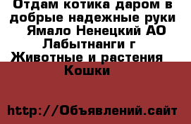 Отдам котика даром в добрые,надежные руки. - Ямало-Ненецкий АО, Лабытнанги г. Животные и растения » Кошки   